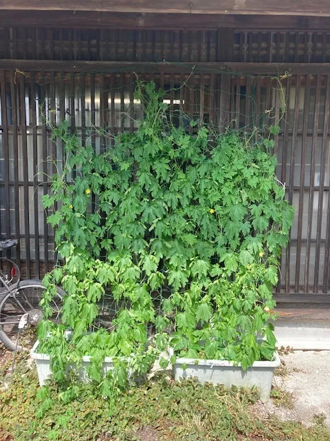 事務所作業机前の西側グリーンカーテンの状況